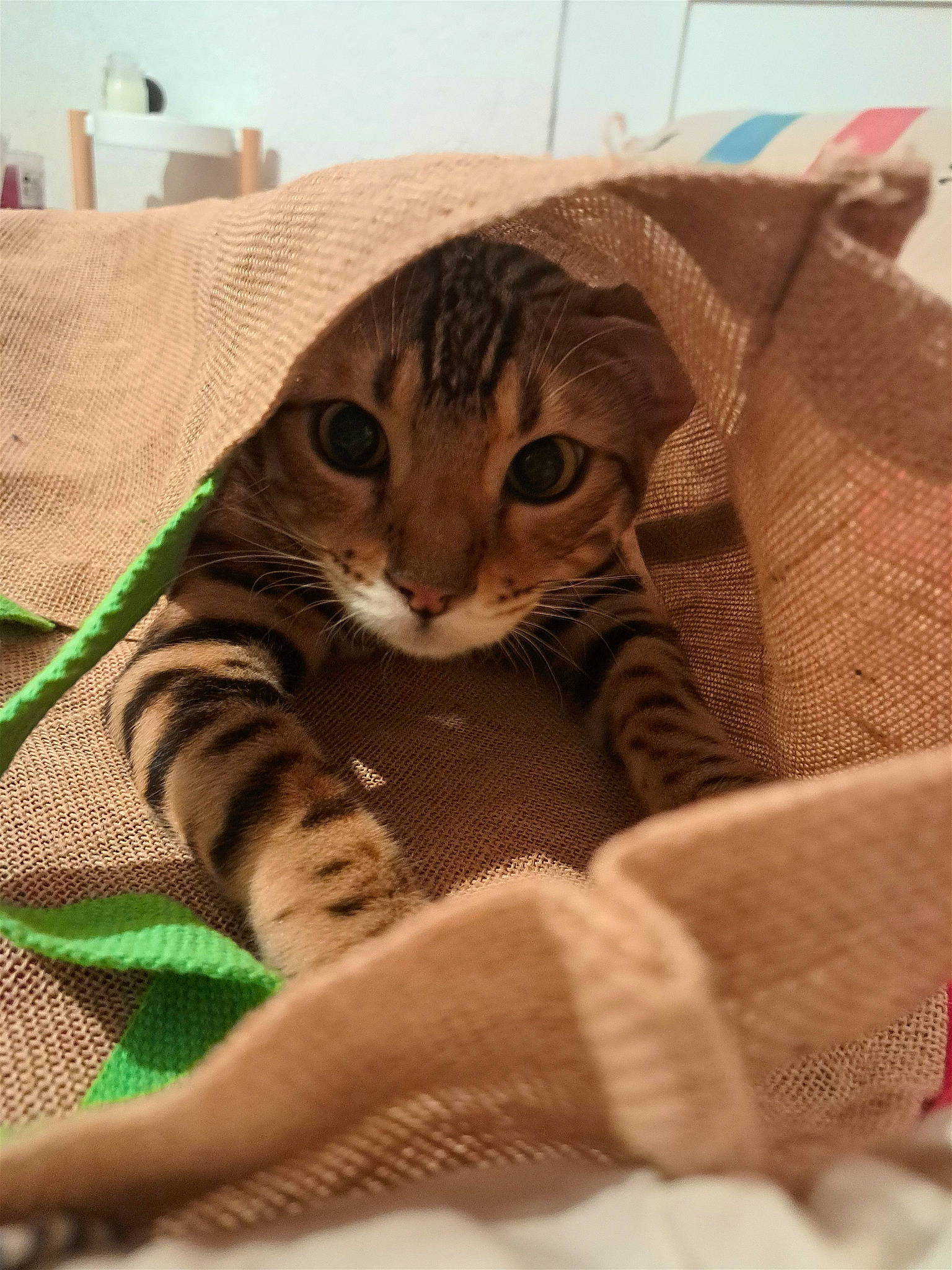 Gimli a rejoint le concours — aidez-le/la à gagner de superbes lots ! bag, brown, carnivore, cat, cat_supply, claw, comfort, domestic_short_haired_cat, fawn, felidae, fur, linens, pattern, paw, pet_supply, small_to_medium_sized_cats, terrestrial_animal, whiskers