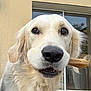 dog, golden_retriever, pet, animal, close_up, chew_bone, outdoor, wooden_deck, fur, canine, snout, ears, window, glass_door, beige_wall, tongue, mouth, domestic_animal, companion, friendly