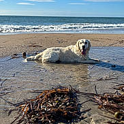 Switch participe au concours pour gagner de l'argent avec cette photo : dog, golden_retriever, beach, sand, water, ocean, waves, sky, sunlight, wet_fur, puddle, outdoor, nature, animal, relaxing, tongue_out, daytime, coast, shore, playful