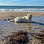 dog, golden_retriever, beach, sand, water, ocean, waves, sky, sunlight, wet_fur, puddle, outdoor, nature, animal, relaxing, tongue_out, daytime, coast, shore, playful