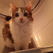 Miso is registered to the contest to win money with this photo: animal, appliance, cat, closeup, container, curious, domestic_animal, dryer, ears, feline, fur, indoor, inside, looking, nose, pet, portrait, washing_machine, whiskers, wide_eyes