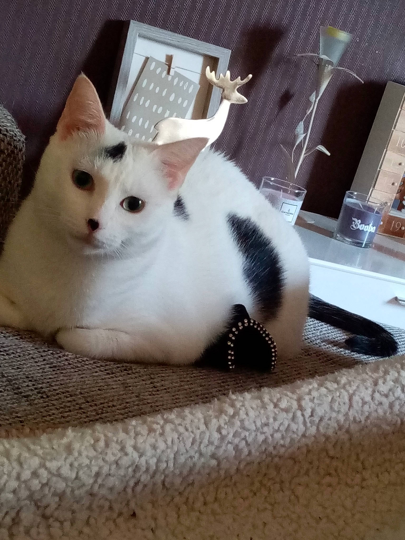 Izi a rejoint le concours — aidez-le/la à gagner de superbes lots ! aegean_cat, burmilla, carnivore, cat, colorpoint_shorthair, domestic_short_haired_cat, eye, felidae, fur, japanese_bobtail, khao_manee, kitten, mammal, skin, small_to_medium_sized_cats, tail, turkish_angora, turkish_van, whiskers, white