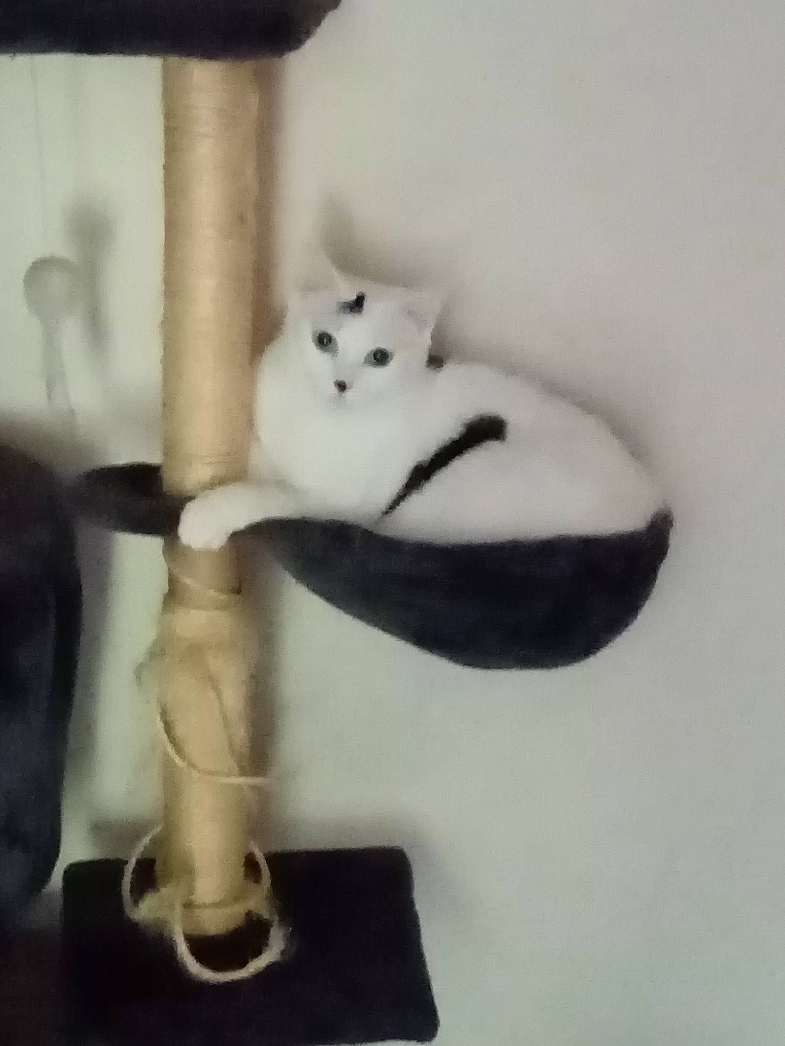 Izi a rejoint le concours — aidez-le/la à gagner de superbes lots ! black_and_white, black_cat, cat, felidae, kitten, plush, small_to_medium_sized_cats, tail, whiskers