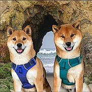 Kinoko And Arashi joined the competition — help win amazing prizes! animal, beach, canine, cave, coast, dog, fur, happy, harness, nature, ocean, outdoor, pet, portrait, rock, sand, sea, shiba_inu, smiling, water