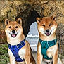 animal, beach, canine, cave, coast, dog, fur, happy, harness, nature, ocean, outdoor, pet, portrait, rock, sand, sea, shiba_inu, smiling, water