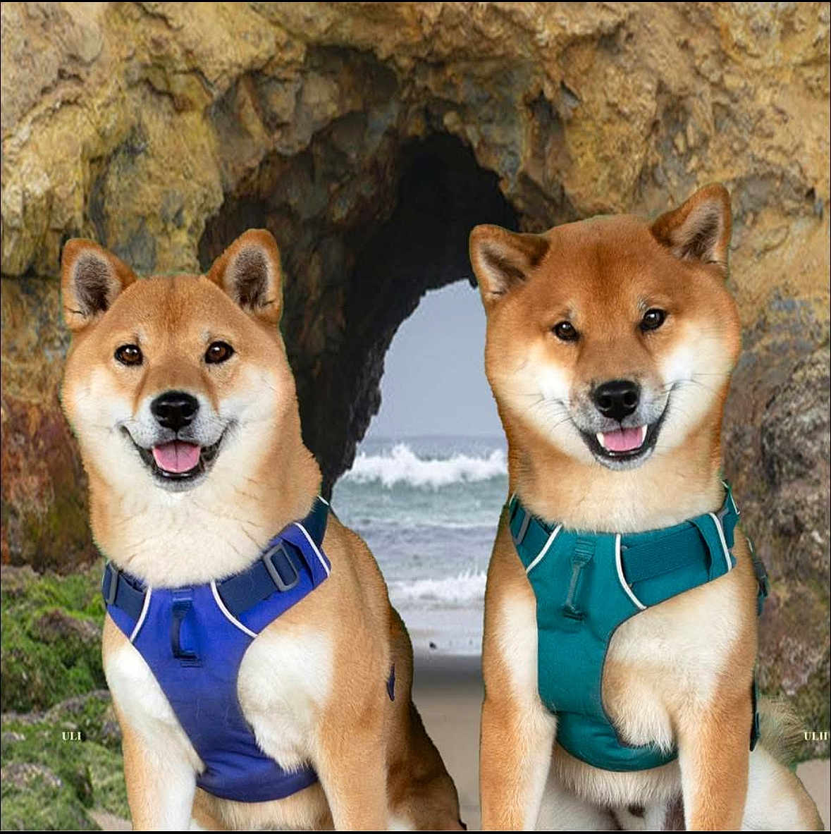 Kinoko And Arashi