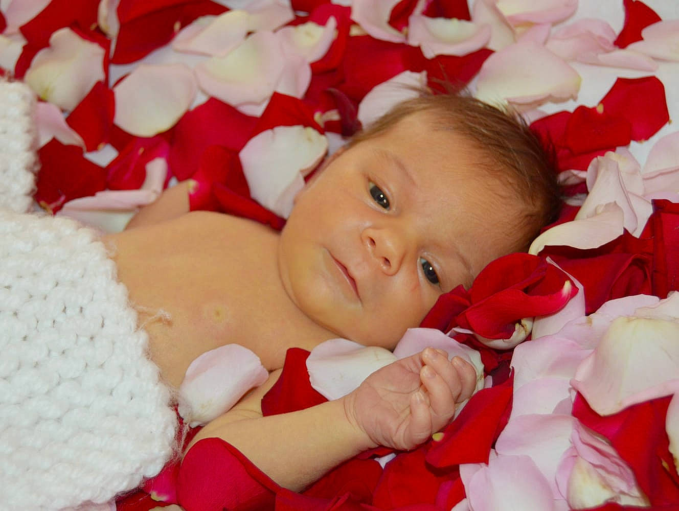Cloé participe au concours pour gagner de l'argent avec cette photo : baby, cheek, child, flower, happy, mouth, person, petal, plant, red, rose, skin, smile, toddler