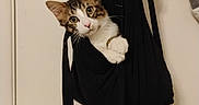 Willow joined the competition — help win amazing prizes! animal, bag, black_bag, cat, curious, cute, decorations, door, door_knob, ears, eyes, fur, fuzzy, hanging, indoor, paws, pet, portrait, whiskers, white_wall