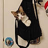 Willow joined the competition — help win amazing prizes! cat, bag, door, door_knob, fuzzy, curious, pet, indoor, hanging, black_bag, white_wall, decorations, cute, animal, fur, whiskers, ears, eyes, paws, portrait