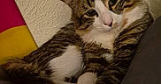 Willow joined the competition — help win amazing prizes! cat, tabby, white_fur, relaxed, indoor, paws, feline, pet, animal, resting, cozy, fur, looking, cute, domestic_cat, whiskers, ears, closeup, wall, texture