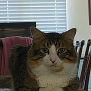Willow joined the competition — help win amazing prizes! cat, tabby_cat, feline, pet, indoor, window, blinds, chair, table, fur, whiskers, green_eyes, domestic_animal, relaxed, looking_at_camera, home, pink_towel, wooden_chair, curious, animal