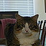 cat, tabby_cat, feline, pet, indoor, window, blinds, chair, table, fur, whiskers, green_eyes, domestic_animal, relaxed, looking_at_camera, home, pink_towel, wooden_chair, curious, animal