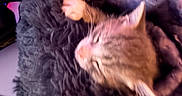 Blu joined the competition — help win amazing prizes! animal, blanket, cat, closeup, comfort, cozy, cute, domestic, feline, fur, furry, indoor, nap, pet, purple, resting, sleeping, soft, texture, warm