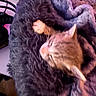 cat, blanket, fur, cozy, sleeping, pet, indoor, soft, warm, feline, animal, resting, comfort, closeup, purple, texture, cute, nap, domestic, furry