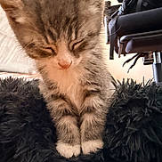 Blu joined the competition — help win amazing prizes! kitten, cat, furry, sleepy, closeup, indoor, furniture, chair, black_fur, pet, animal, cute, small, soft, young, domestic, cozy, tabby, paws, resting