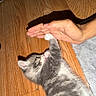 Blu is registered to the contest to win money with this photo: kitten, cat, hand, floor, wood_floor, pet, animal, playful, curious, paw, human, interaction, indoor, cute, small, feline, gray, white, fur, touch