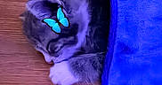 Blu joined the competition — help win amazing prizes! kitten, cat, sleeping, blue_blanket, butterfly, wooden_floor, pet, animal, cozy, cute, fur, resting, indoor, small_animal, domestic_cat, peaceful, closeup, adorable, snuggled, relaxing