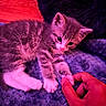 Blu is registered to the contest to win money with this photo: kitten, cat, paw, hand, blanket, furry, pet, cute, cozy, indoor, soft, animal, touch, curious, sleepy, resting, colorful_lighting, feline, small, young