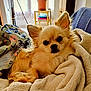 blanket, books, chihuahua, comfort, couch, cozy, dog, ears, face, fur, furniture, home, indoor, pet, plant, relaxing, resting, small_dog, table, warm
