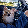 Rolex participe au concours pour gagner de l'argent avec cette photo : dog, fluffy_dog, car_interior, steering_wheel, person, hand, window, sky, cloud, field, sunny, seat, jacket, pet, animal, portrait, closeup, driver, road_trip, travel