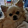 animal, blanket, books, chihuahua, close_up, cozy, cute, dog, domestic, fluffy, fur, furniture, indoors, pet, plant_pot, portrait, resting, small_dog, soft_texture, table