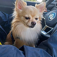 Rolex participe au concours pour gagner de l'argent avec cette photo : dog, chihuahua, small_dog, fluffy, car_interior, steering_wheel, seat, window, sunlight, brown_fur, pet, closeup, animal, cute, indoors, calm, portrait, furry, vehicle, companion