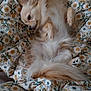 animal, bedspread, canine, companion, cozy, cute, dog, fluffy, fur, furry, indoor, lying_down, patterned_fabric, paw, pet, relaxed, resting, sleepy, small_dog, tail