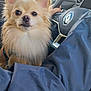 animal, blanket, car_interior, close_up, companion, cute, daylight, dog, ears, eyes, fluffy, hand, indoor, jacket, light_fur, pet, portrait, seat, steering_wheel, window