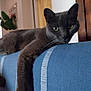 Gitane participe au concours pour gagner de l'argent avec cette photo : blue_couch, cat, couch, cozy, curious_eyes, curtain, domestic_animal, feline, fur, furniture, gray_cat, home_interior, houseplant, indoor, paw, pet, relaxed, stretching, whiskers, wooden_door
