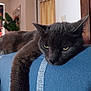 animal, cat, closeup, couch, curtains, domestic_cat, ears, face, fur, furniture, gray_cat, indoor, living_room, pet, plant, relaxed, resting, sleepy, whiskers, yellow_eyes
