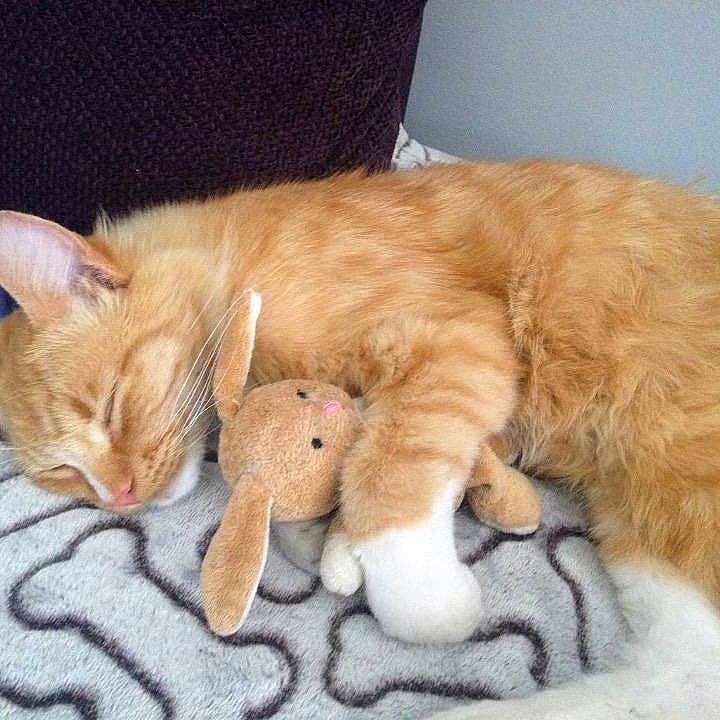Crumpet is registered to the contest to win money with this photo: