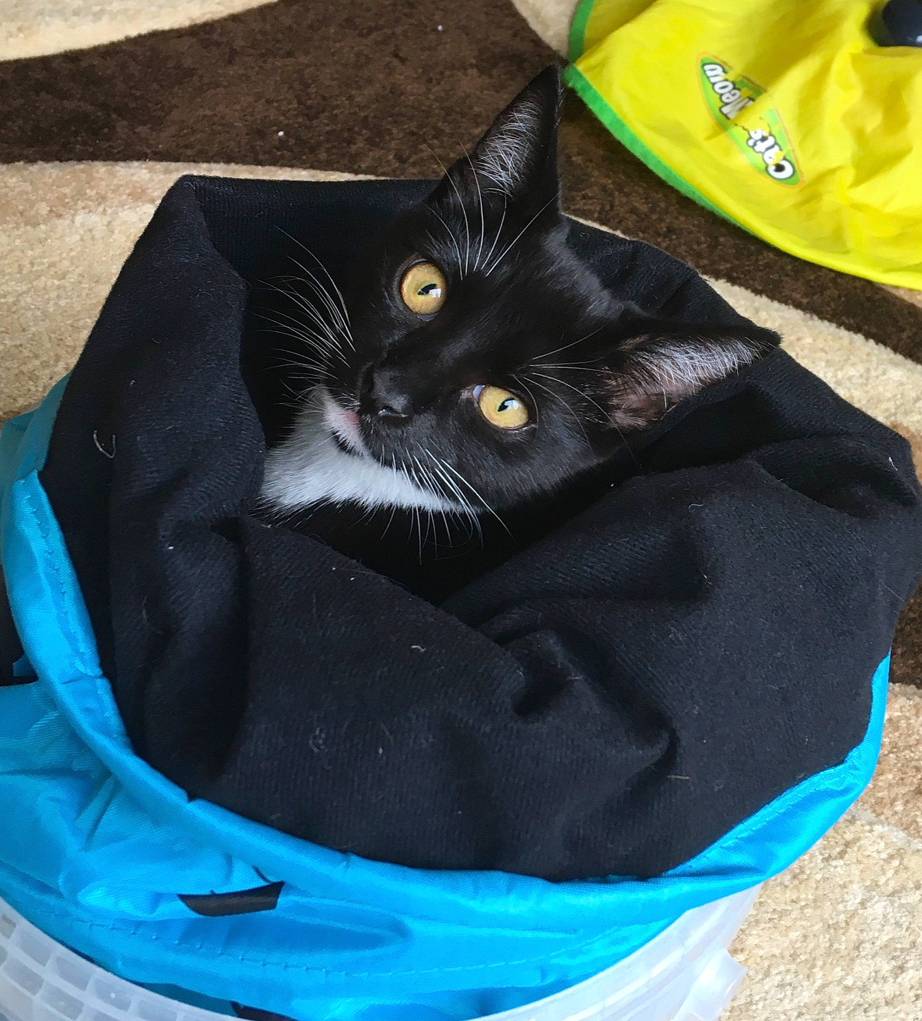 Jess is registered to the contest to win money with this photo: bag, baggage, black_cat, box, carnivore, cat, cat_supply, comfort, domestic_short_haired_cat, electric_blue, fashion_accessory, felidae, fur, green, packaging_and_labeling, pet_supply, small_to_medium_sized_cats, snout, tail, whiskers