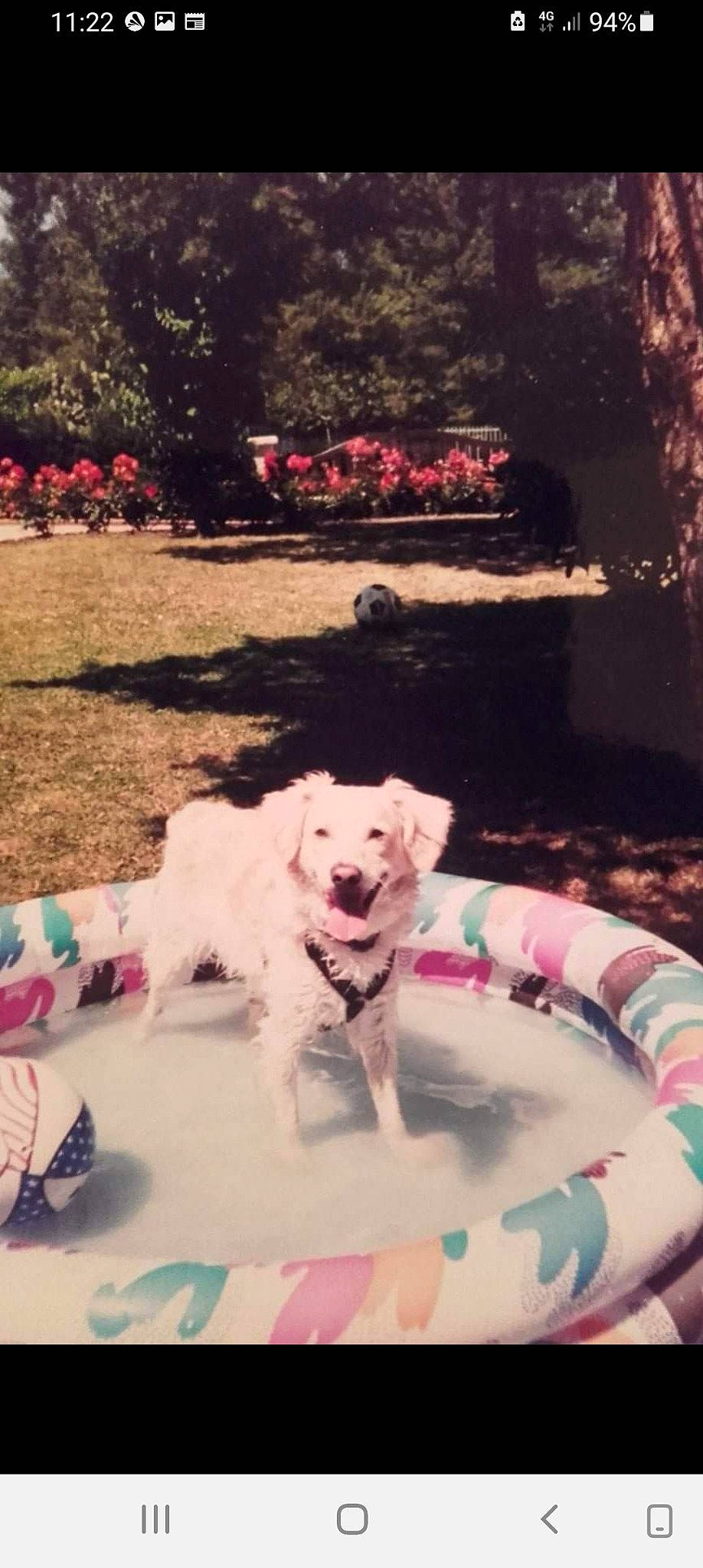 Beethoven participe au concours pour gagner de l'argent avec cette photo : canidae, carnivore, companion_dog, dog, dog_breed, dog_supply, fawn, fur, grass, leisure, magenta, mammal, paw, pink, plant, sporting_group, tail, terrier, tints_and_shades, toy_dog