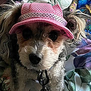 Addie is registered to the contest to win money with this photo: dog, small_dog, pet, pink_hat, cowboy_hat, costume, dressed_up, portrait, close_up, fluffy, curly_fur, brown_fur, white_fur, black_nose, dark_eyes, collar, leash, yellow_accessory, indoors, blanket