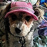 dog, small_dog, pet, pink_hat, cowboy_hat, costume, dressed_up, portrait, close_up, fluffy, curly_fur, brown_fur, white_fur, black_nose, dark_eyes, collar, leash, yellow_accessory, indoors, blanket