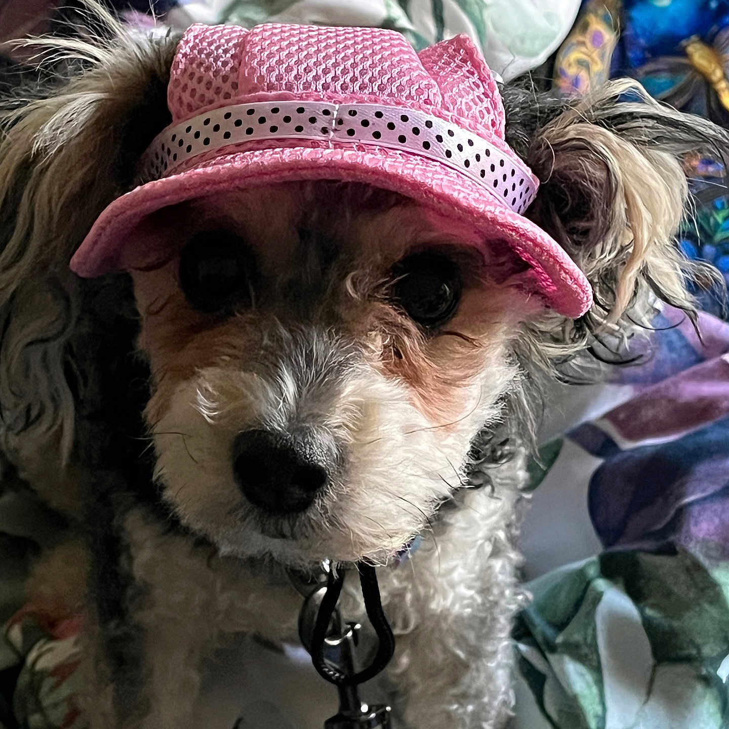 Addie is registered to the contest to win money with this photo: dog, small_dog, pet, pink_hat, cowboy_hat, costume, dressed_up, portrait, close_up, fluffy, curly_fur, brown_fur, white_fur, black_nose, dark_eyes, collar, leash, yellow_accessory, indoors, blanket