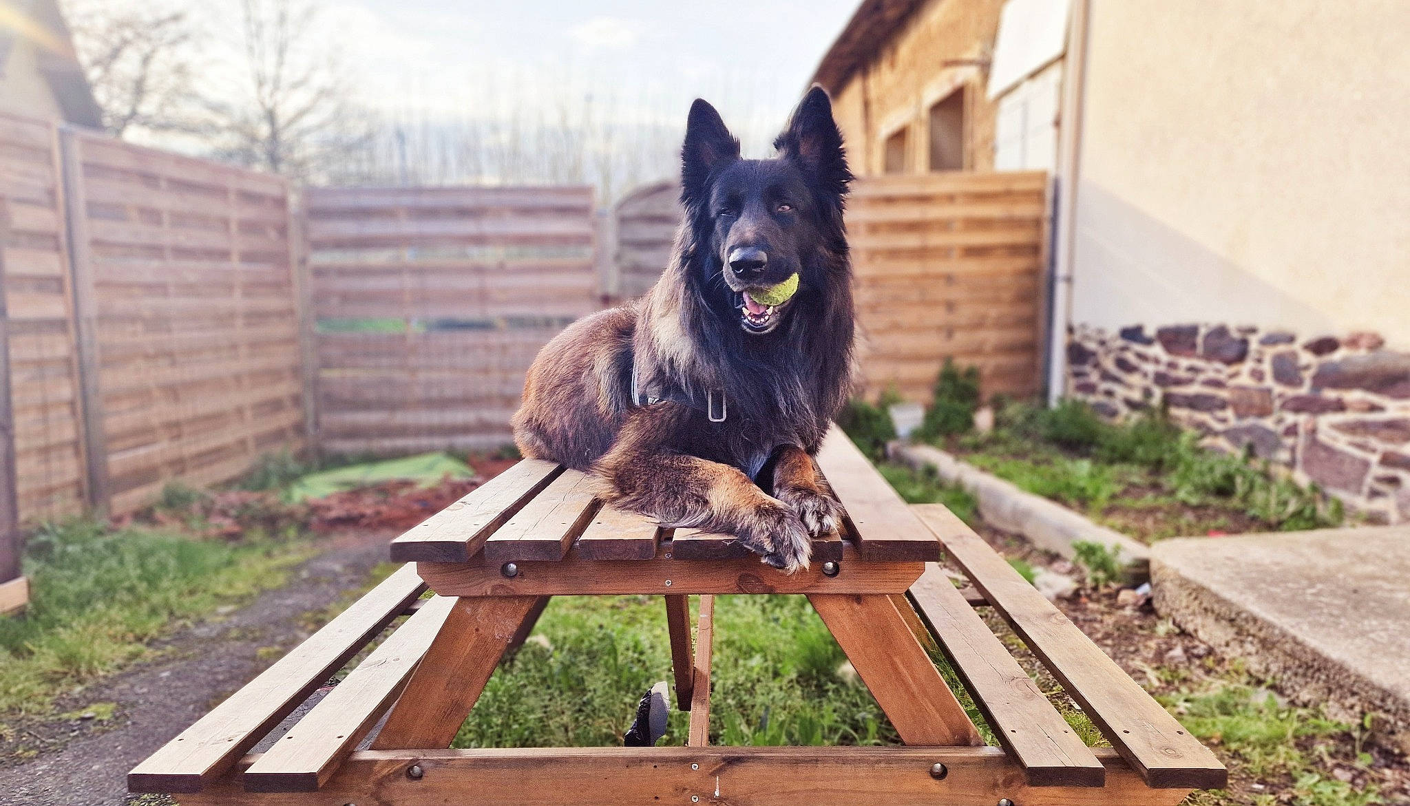 Stark participe au concours pour gagner de l'argent avec cette photo : building, canidae, carnivore, companion_dog, dog, dog_breed, fur, grass, herding_dog, leisure, plant, roof, schipperke, sky, sporting_group, tail, tree, window, wood, working_dog