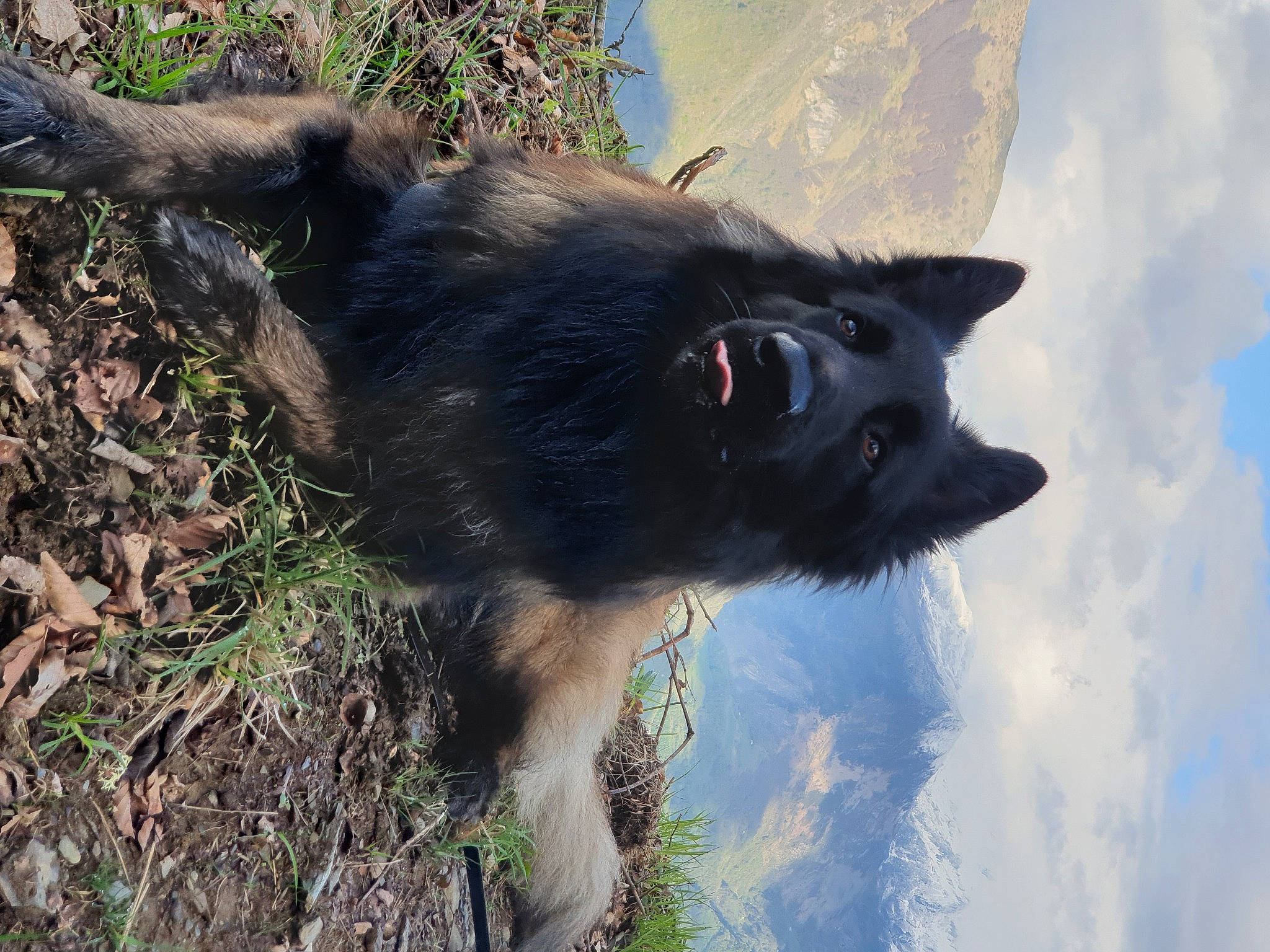 Stark participe au concours pour gagner de l'argent avec cette photo : black_norwegian_elkhound, canidae, canis, carnivore, cloud, companion_dog, dog, dog_breed, fur, german_spitz, german_spitz_mittel, herding_dog, sky, snout, sporting_group, terrestrial_animal, wildlife, working_animal, working_dog