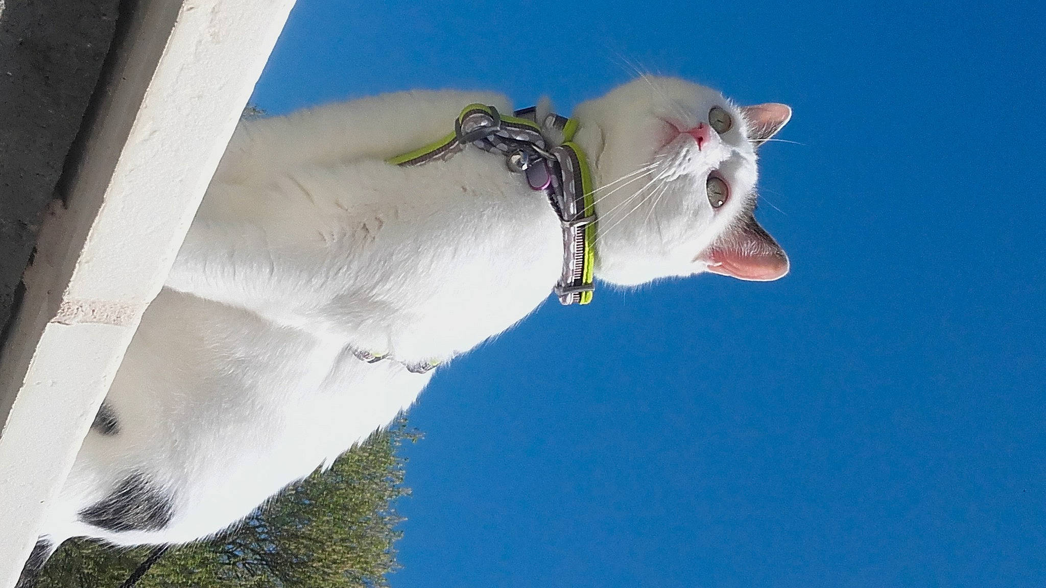 Lana a rejoint le concours — aidez-le/la à gagner de superbes lots ! cat, electric_blue, feather, felidae, fun, gesture, liquid, sky, small_to_medium_sized_cats, tail, water, wind, wing, winter