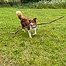 dog, stick, grass, outdoor, nature, pet, canine, playing, animal, summer, greenery, field, happy, forest, leaf, fur, muzzle, tail, daytime, park