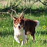 dog, brown_and_white, grass, dandelions, field, outdoor, nature, pet, animal, walking, happy, sunlight, spring, canine, fur, ears, tongue, tail, greenery, daytime