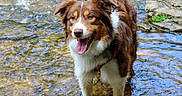 Buckaroo is registered to the contest to win money with this photo: dog, water, stream, rocks, outdoor, nature, pet, animal, brown, white, tongue_out, happy, summer, sunlight, canine, fur, standing, playful, wet_paws, landscape