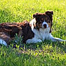 dog, grass, outdoor, animal, canine, field, nature, sunlight, brown, white, fur, laying_down, pet, greenery, summer, relaxed, portrait, daylight, mammal, ears