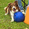 dog, grass, blue_ball, person, jeans, sneakers, outdoor, playful, happy, animal, pet, toy, greenery, summer, nature, sitting, chair, paw, fur, mouth_open