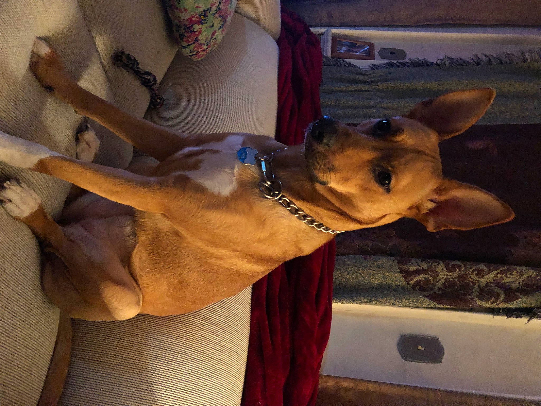 Motley joined the competition — help win amazing prizes! automotive_lighting, carnivore, collar, companion_dog, dog, dog_breed, dog_collar, ear, eyewear, fawn, felidae, mammal, selfie, snout, sporting_group, tail, vehicle_door, vertebrate, whiskers, working_animal