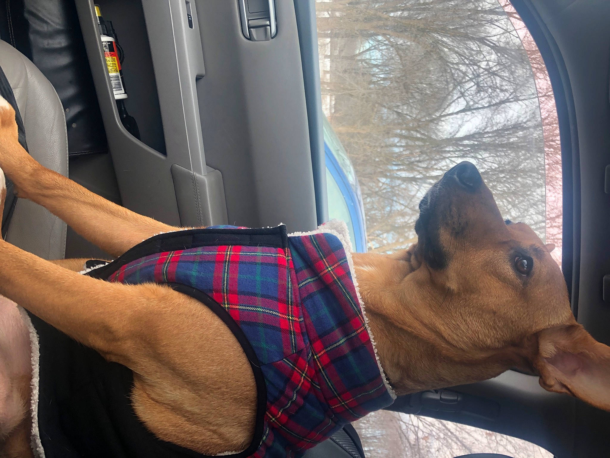 Motley joined the competition — help win amazing prizes! automotive_exterior, carnivore, chest, dog_breed, fawn, foot, human_leg, knee, leg, motor_vehicle, plaid, shorts, tartan, textile, thigh, toy, tree, trunk, vehicle_door, window