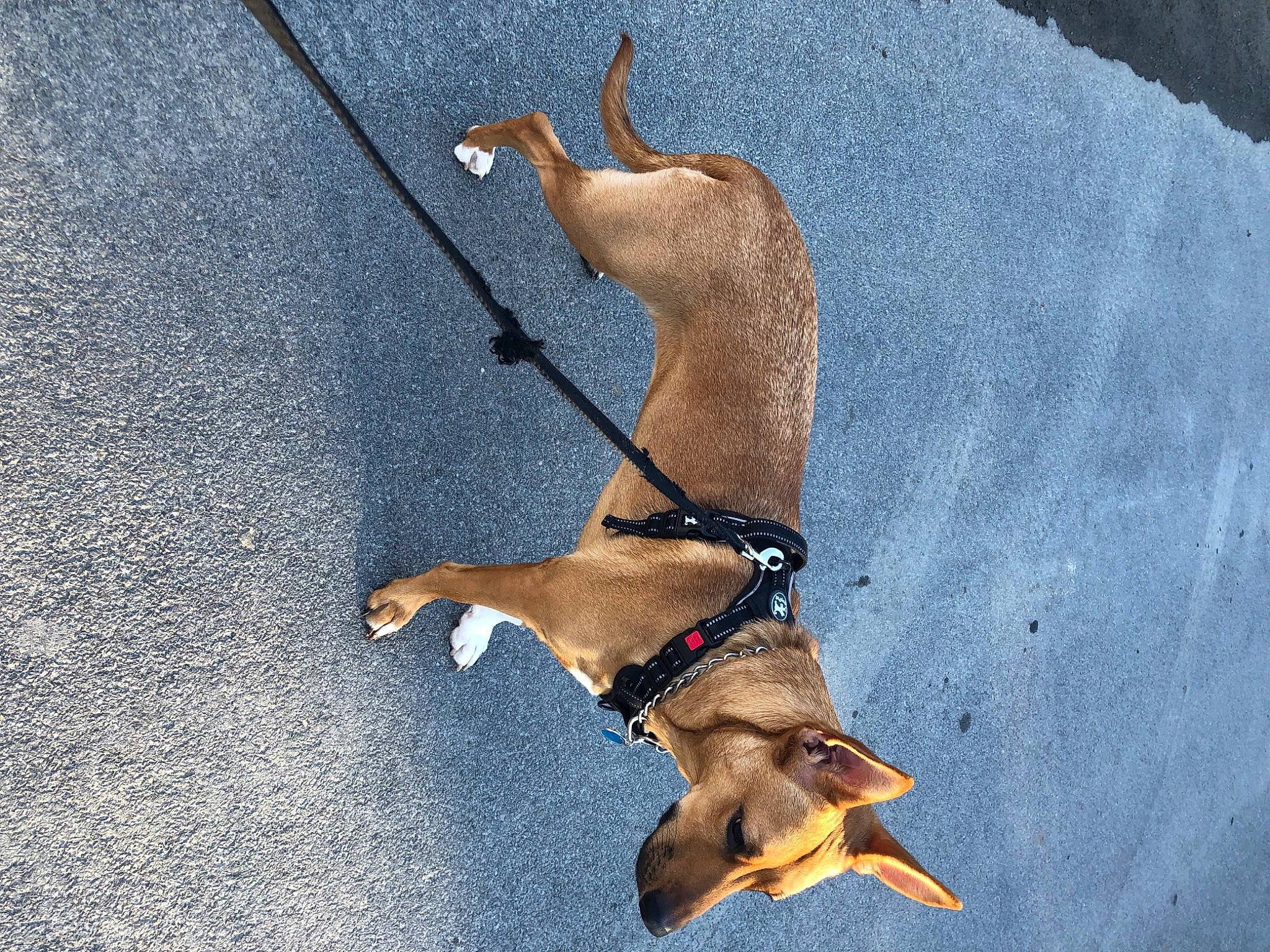 Motley joined the competition — help win amazing prizes! adventure, biting, canidae, carnivore, collar, companion_dog, dog, dog_breed, dog_collar, dog_sports, dog_supply, fawn, hunting_dog, leash, pet_supply, shadow, snout, sporting_group, tail, working_animal