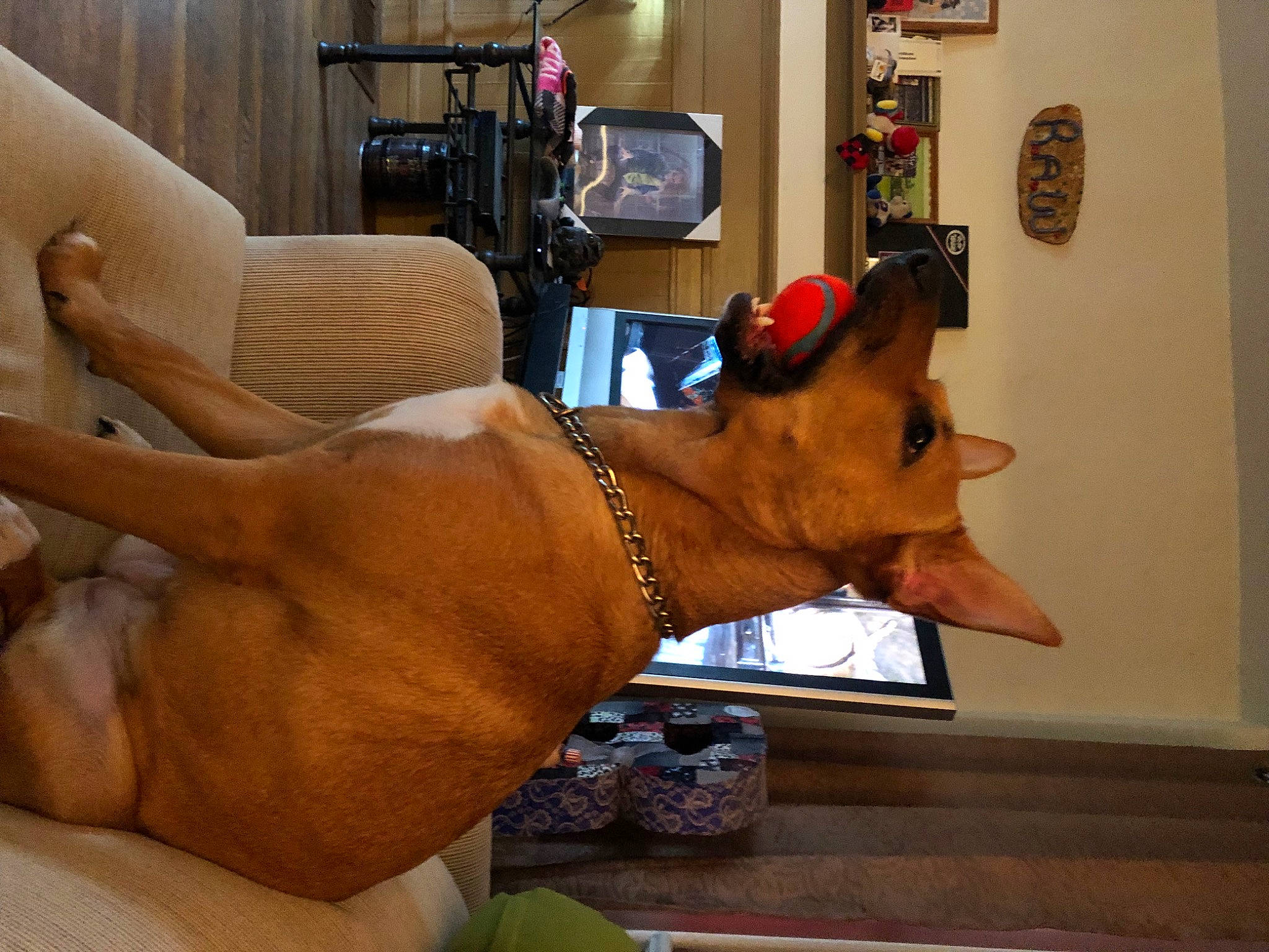 Motley joined the competition — help win amazing prizes! carnivore, chair, comfort, companion_dog, couch, dog, dog_breed, dog_collar, fawn, flooring, foot, houseplant, human_leg, lamp, liver, mammal, snout, sporting_group, thigh, working_animal