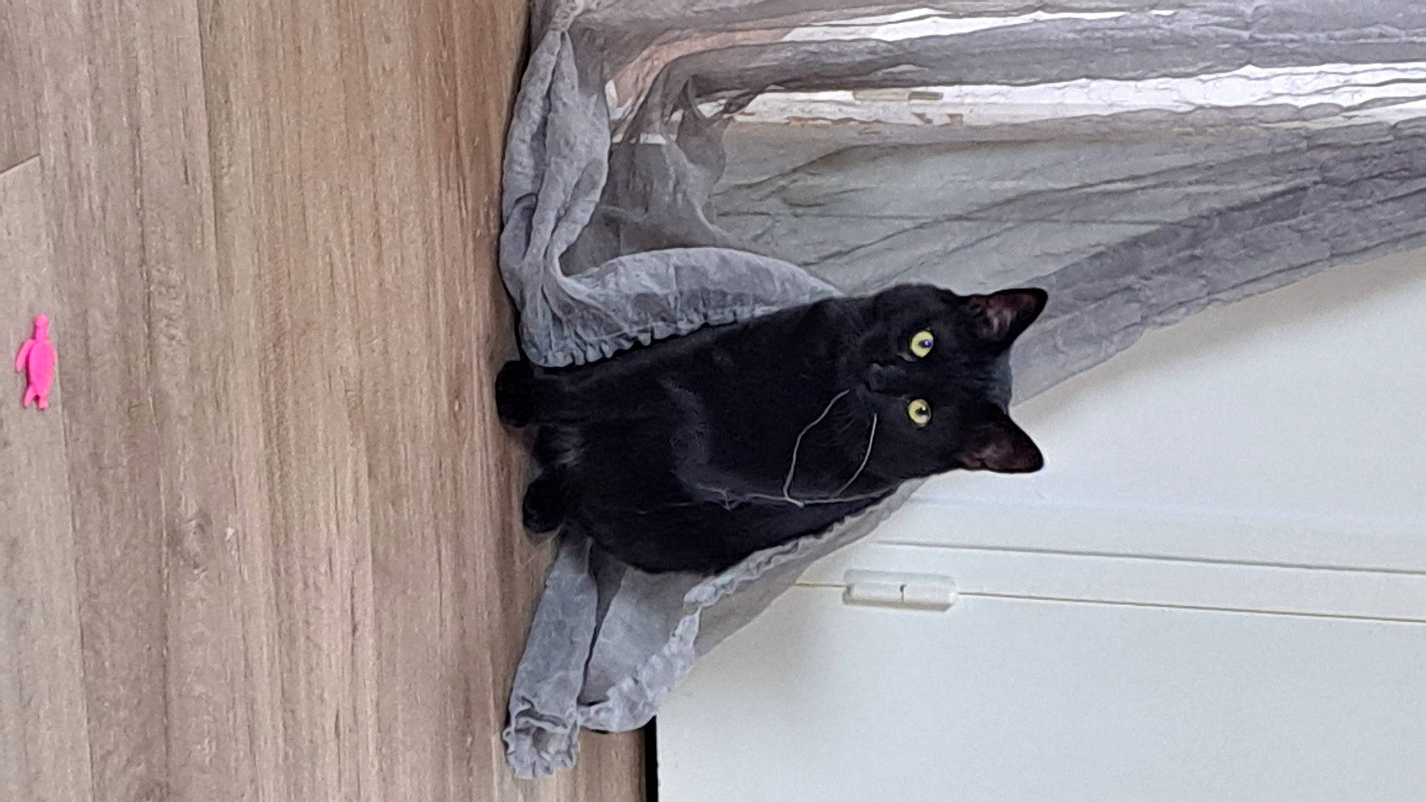 Narco participe au concours pour gagner de l'argent avec cette photo : black_cat, bombay, carnivore, cat, domestic_short_haired_cat, felidae, fur, grey, hardwood, mammal, small_to_medium_sized_cats, tail, vertebrate, whiskers, window, wood