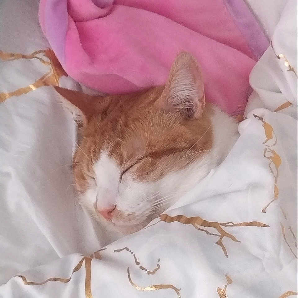 Simba a rejoint le concours — aidez-le/la à gagner de superbes lots ! animal, bed, bedroom, blanket, cat, couch, cushion, face, furniture, homedecor, indoors, kitten, linen, lizard, person, pet, quilt, reptile, room, sleeping